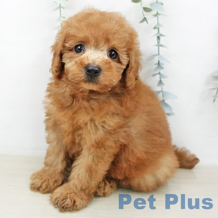 東京都のトイプードル(トイ) (ペットプラス 日の出店/2025年8月20日生まれ/男の子/レッド)の子犬の1枚目の画像