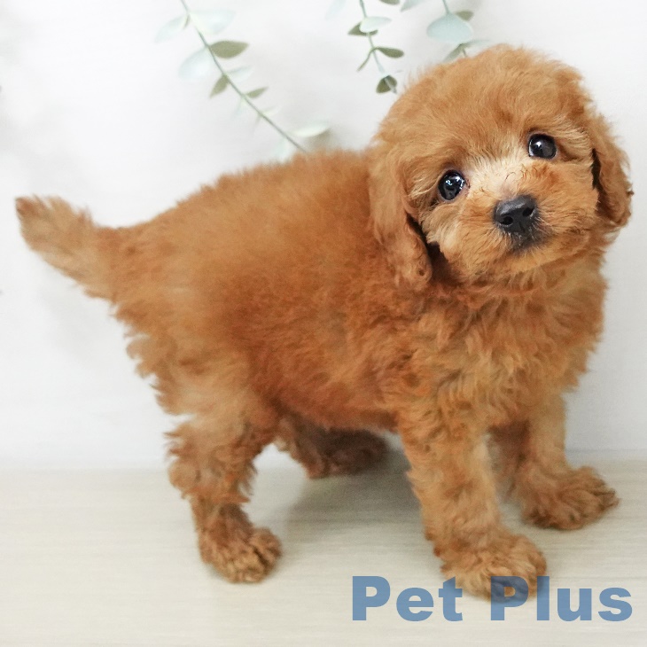 東京都のトイプードル(トイ) (ペットプラス 日の出店/2025年8月20日生まれ/男の子/レッド)の子犬の2枚目の画像