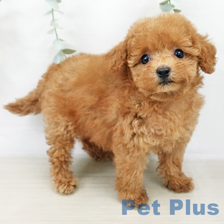 2025年8月20日生まれのトイプードル(トイ)の2枚目の写真