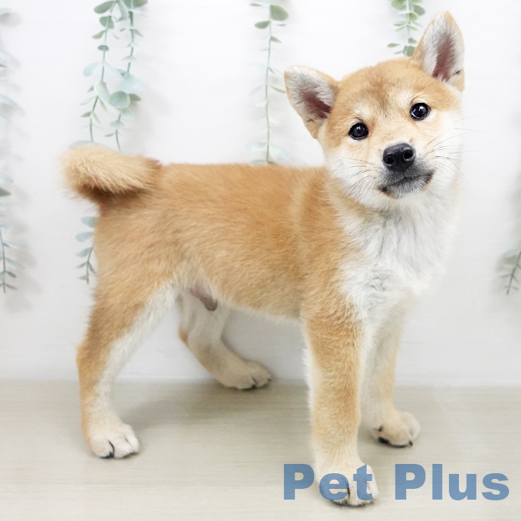 群馬県の柴犬(標準サイズ) (ペットプラス前橋店/2025年8月20日生まれ/男の子/赤)の子犬