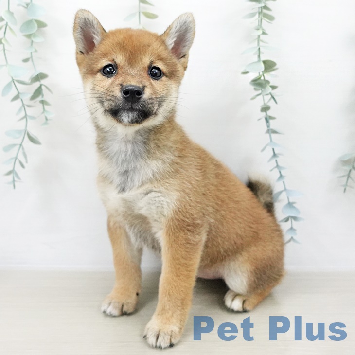茨城県の柴犬(標準サイズ) (古河店/2025年8月20日生まれ/女の子/赤)の子犬の1枚目の画像