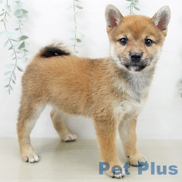 茨城県の柴犬(標準サイズ) (古河店/2025年8月20日生まれ/女の子/赤)の子犬の2枚目の画像