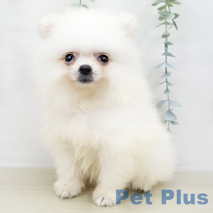神奈川県のポメラニアン (ペットプラス 座間店/2025年8月16日生まれ/女の子/クリーム)の子犬の1枚目の画像