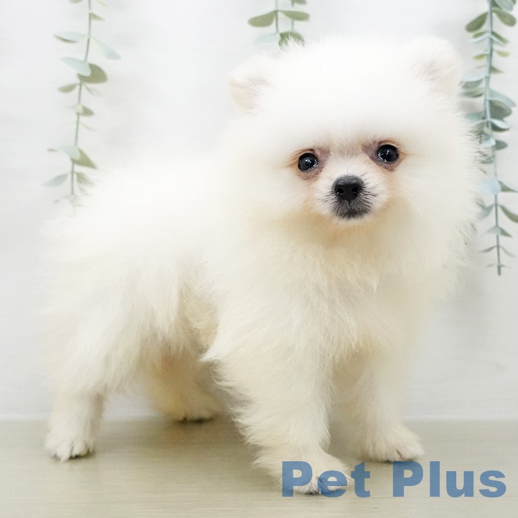 神奈川県のポメラニアン (ペットプラス 座間店/2025年8月16日生まれ/女の子/クリーム)の子犬の2枚目の画像