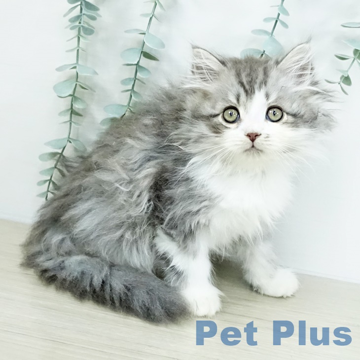 ミヌエットの写真2