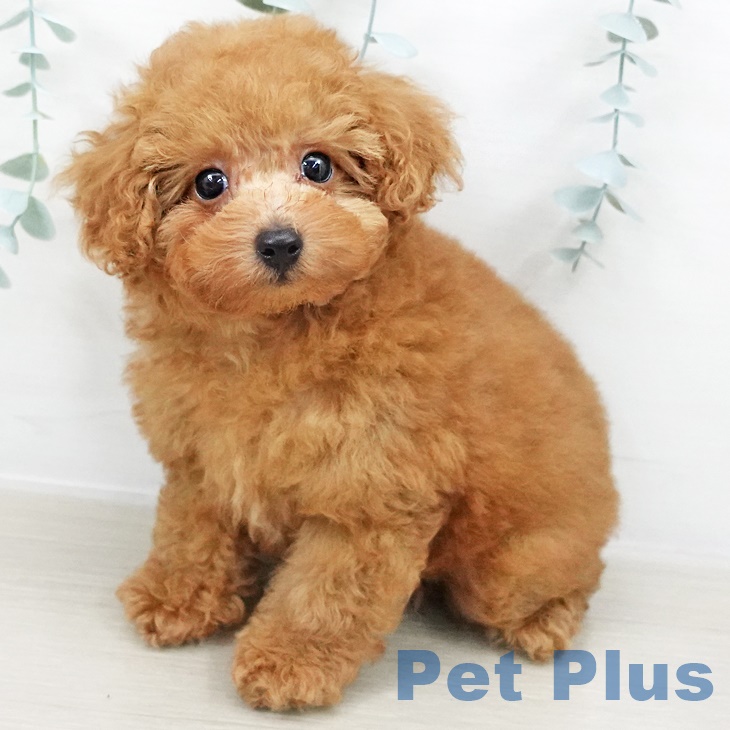 茨城県のトイプードル(トイ) (ペッツワン 阿見店/2025年8月20日生まれ/男の子/レッド)の子犬の1枚目の画像