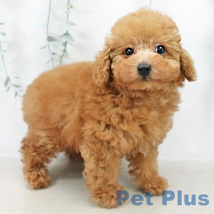 茨城県のトイプードル(トイ) (ペッツワン 阿見店/2025年8月20日生まれ/男の子/レッド)の子犬の2枚目の画像