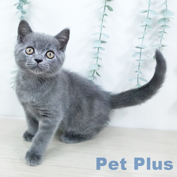 埼玉県のブリティッシュショートヘアー (ペットプラス 八潮店/2025年8月12日生まれ/男の子/ブルー)の子猫