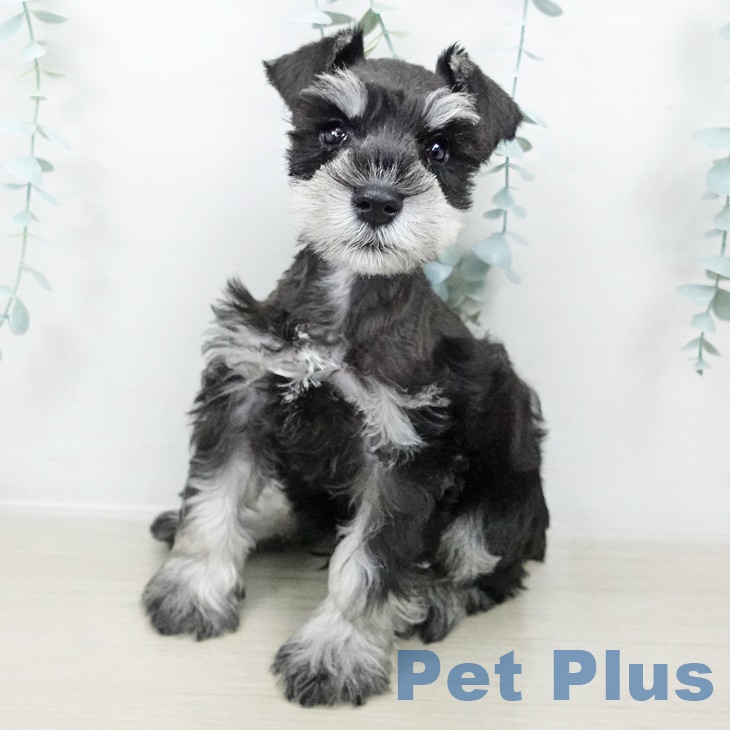 埼玉県のミニチュアシュナウザー (ペットプラス ピオニウォーク東松山店/2025年8月19日生まれ/男の子/ブラックシルバー)の子犬の1枚目の画像