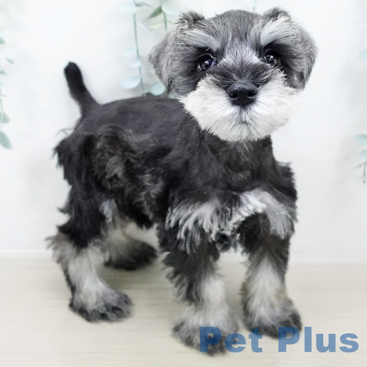 埼玉県のミニチュアシュナウザー (ペットプラス 川口店/2025年8月19日生まれ/男の子/ソルトペッパー)の子犬の1枚目の画像
