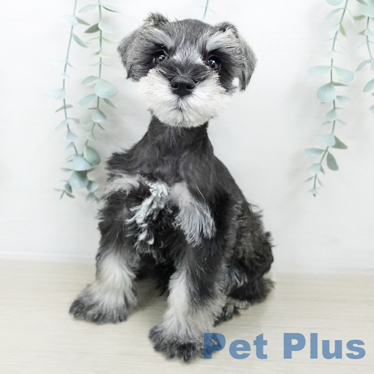 埼玉県のミニチュアシュナウザー (ペットプラス 川口店/2025年8月19日生まれ/男の子/ソルトペッパー)の子犬の2枚目の画像