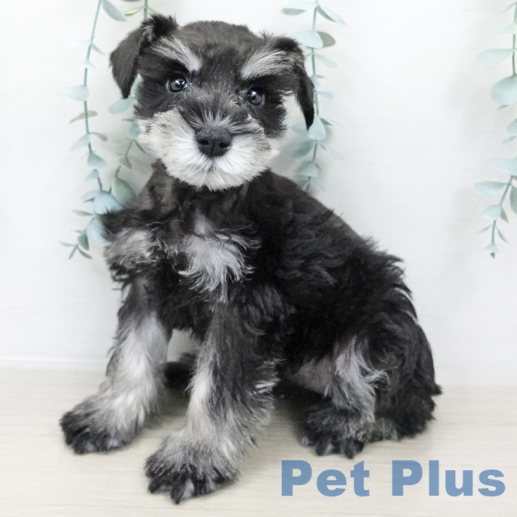 埼玉県のミニチュアシュナウザー (ペットプラス 八潮店/2025年8月19日生まれ/女の子/ブラックシルバー)の子犬の1枚目の画像