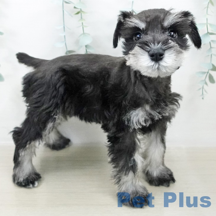 埼玉県のミニチュアシュナウザー (ペットプラス 八潮店/2025年8月19日生まれ/女の子/ブラックシルバー)の子犬の2枚目の画像