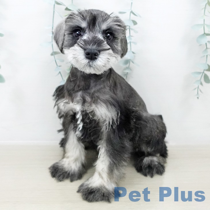 茨城県のミニチュアシュナウザー (ペットプラス つくば店/2025年8月19日生まれ/女の子/ソルトペッパー)の子犬の1枚目の画像