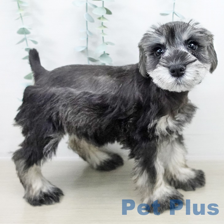 茨城県のミニチュアシュナウザー (ペットプラス つくば店/2025年8月19日生まれ/女の子/ソルトペッパー)の子犬の2枚目の画像