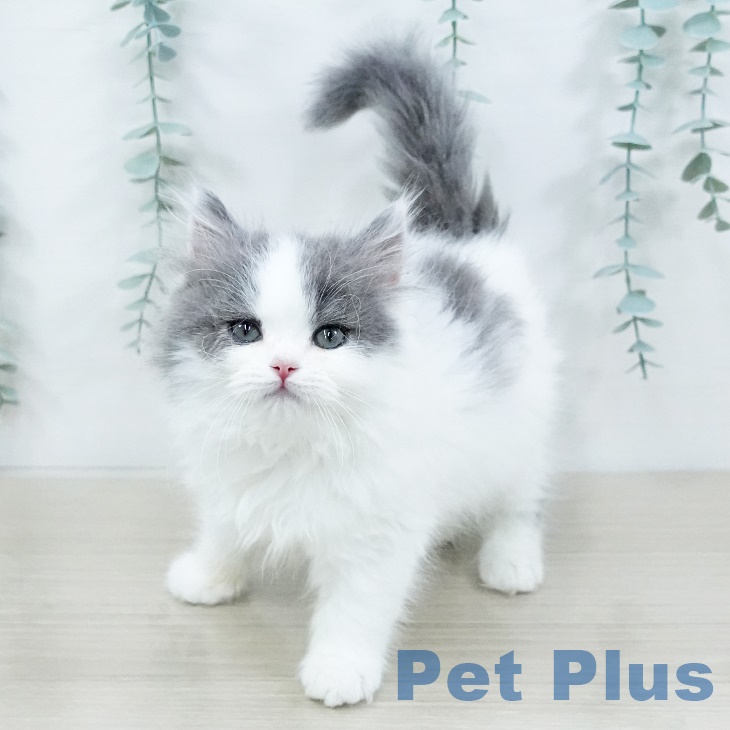 神奈川県のスコティッシュフォールド (ペッツワン 横須賀久里浜店/2025年8月14日生まれ/男の子/ブルータビーホワイト)の子猫の1枚目の画像