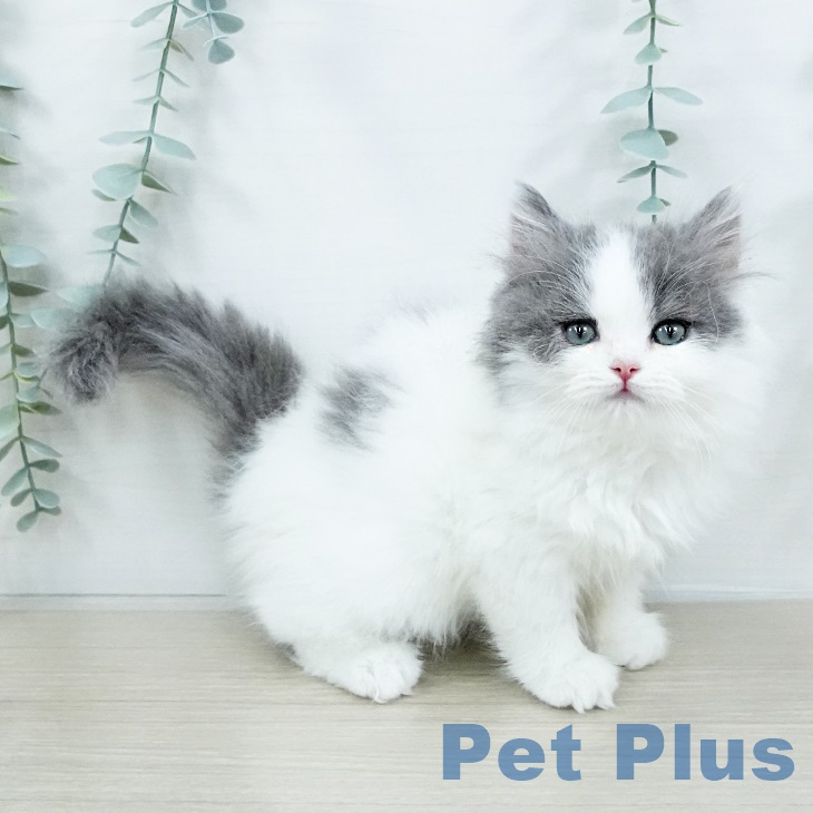 神奈川県のスコティッシュフォールド (ペッツワン 横須賀久里浜店/2025年8月14日生まれ/男の子/ブルータビーホワイト)の子猫の2枚目の画像