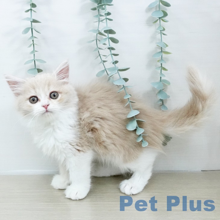 マンチカンの写真2