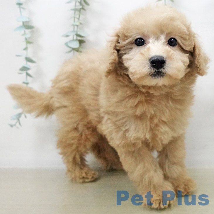 トイ・プードルの写真2