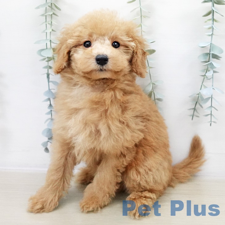 千葉県のトイプードル(トイ) (ペットプラス ユーカリが丘店/2025年8月18日生まれ/男の子/オレンジフォーン)の子犬の1枚目の画像