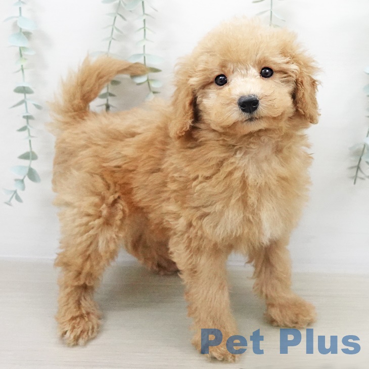 千葉県のトイプードル(トイ) (ペットプラス ユーカリが丘店/2025年8月18日生まれ/男の子/オレンジフォーン)の子犬の2枚目の画像