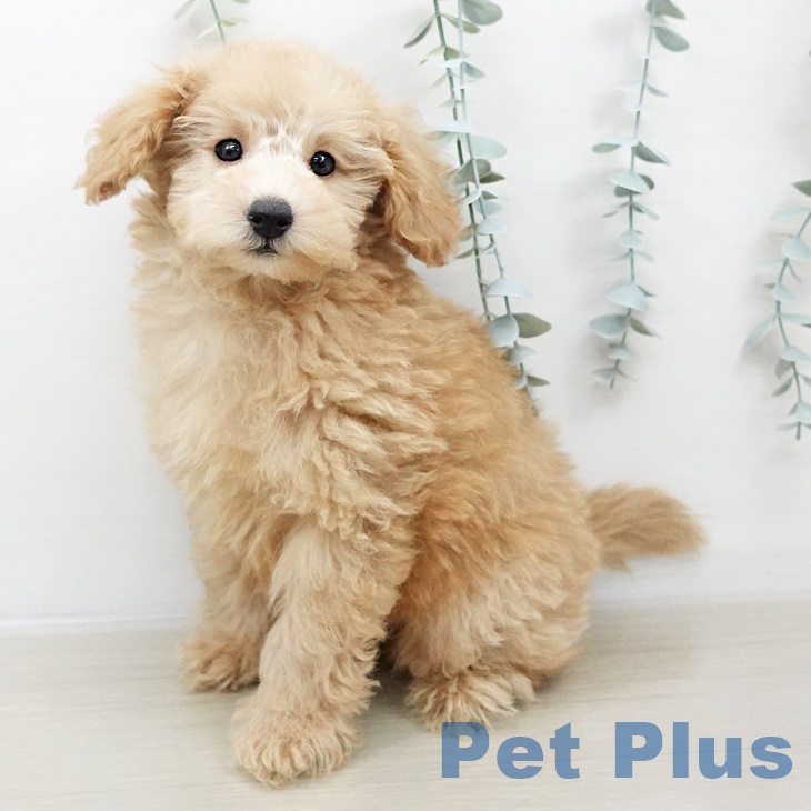 茨城県のトイプードル(トイ) (ペッツワン 古河店/2025年8月18日生まれ/男の子/オレンジフォーン)の子犬の1枚目の画像