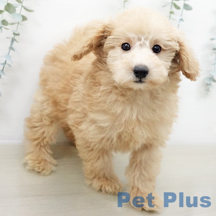 茨城県のトイプードル(トイ) (ペッツワン 古河店/2025年8月18日生まれ/男の子/オレンジフォーン)の子犬の2枚目の画像