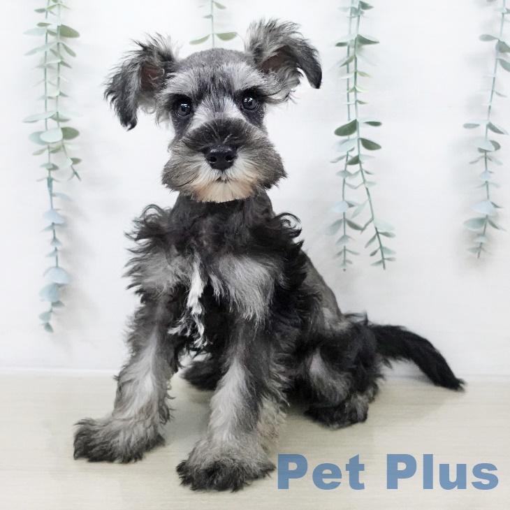 岩手県のミニチュアシュナウザー (ペットプラス 盛岡南店/2025年8月21日生まれ/男の子/ソルトペッパー)の子犬の1枚目の画像