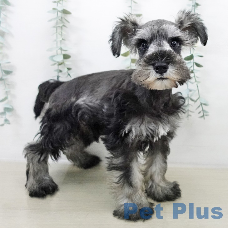 岩手県のミニチュアシュナウザー (ペットプラス 盛岡南店/2025年8月21日生まれ/男の子/ソルトペッパー)の子犬の2枚目の画像