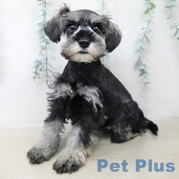 山形県のミニチュアシュナウザー (ペットプラス 天童店/2025年8月21日生まれ/女の子/ソルトペッパー)の子犬の1枚目の画像