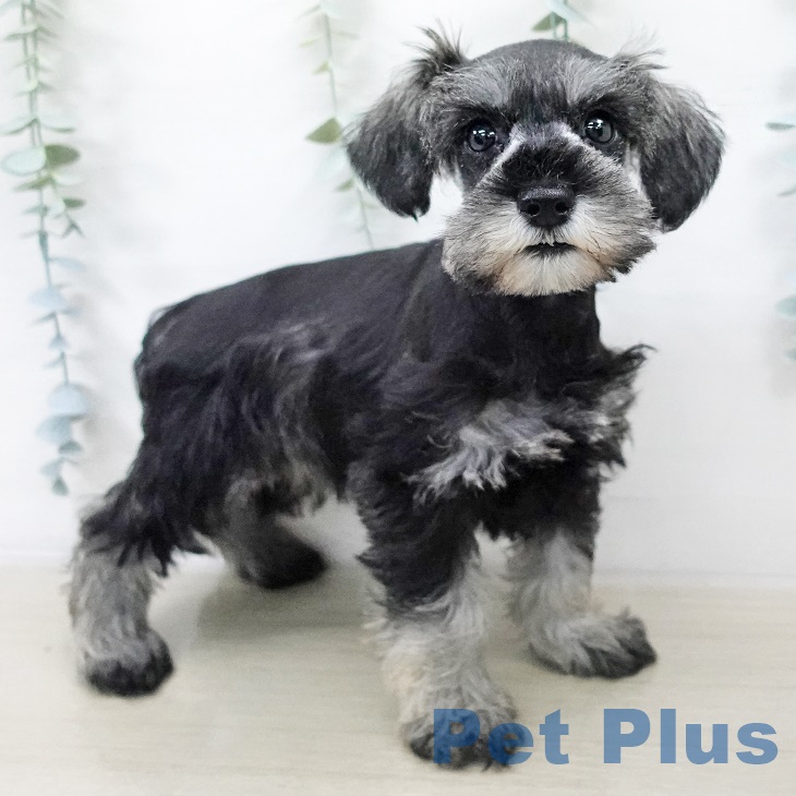 山形県のミニチュアシュナウザー (ペットプラス 天童店/2025年8月21日生まれ/女の子/ソルトペッパー)の子犬の2枚目の画像