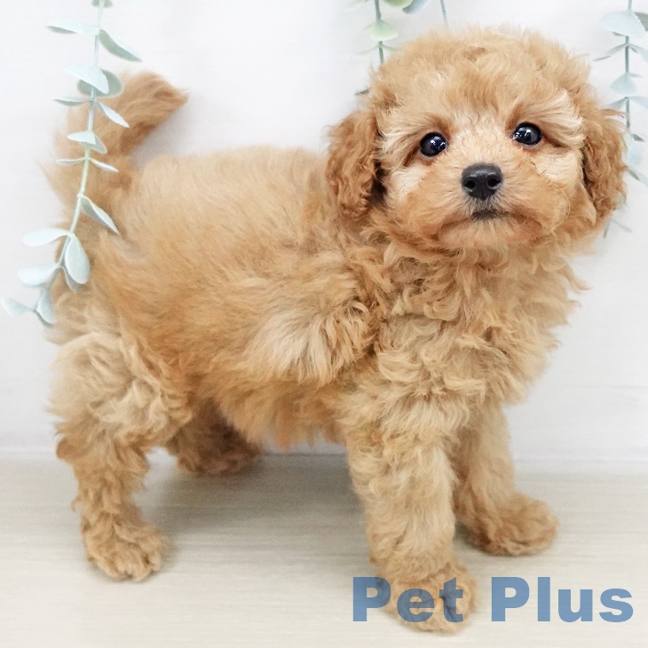 茨城県のトイプードル(トイ) (ペッツワン 古河店/2025年8月20日生まれ/男の子/アプリコット)の子犬の1枚目の画像