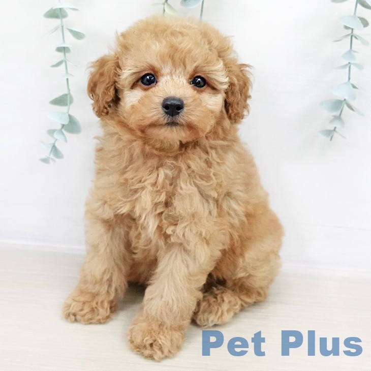 茨城県のトイプードル(トイ) (ペッツワン 古河店/2025年8月20日生まれ/男の子/アプリコット)の子犬の2枚目の画像