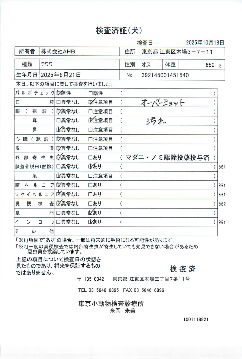 チワワ
