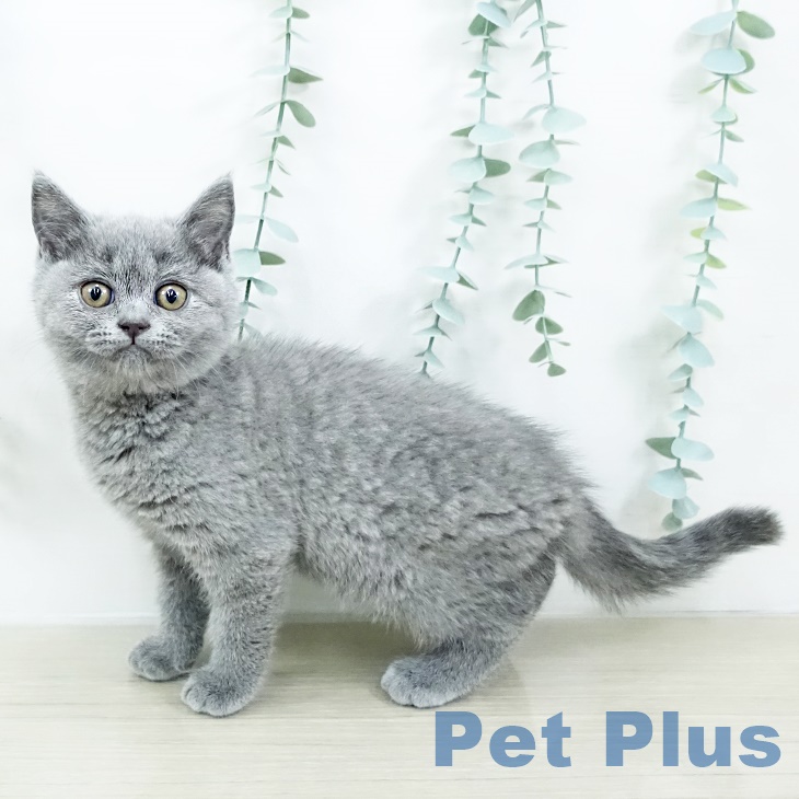 千葉県のブリティッシュショートヘアー (ペットプラス 木更津店/2025年8月20日生まれ/女の子/ブルー)の子猫の1枚目の画像