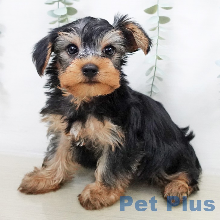 千葉県のヨークシャーテリア (ペットプラス 木更津店/2025年8月22日生まれ/男の子/スチールブルータン)の子犬