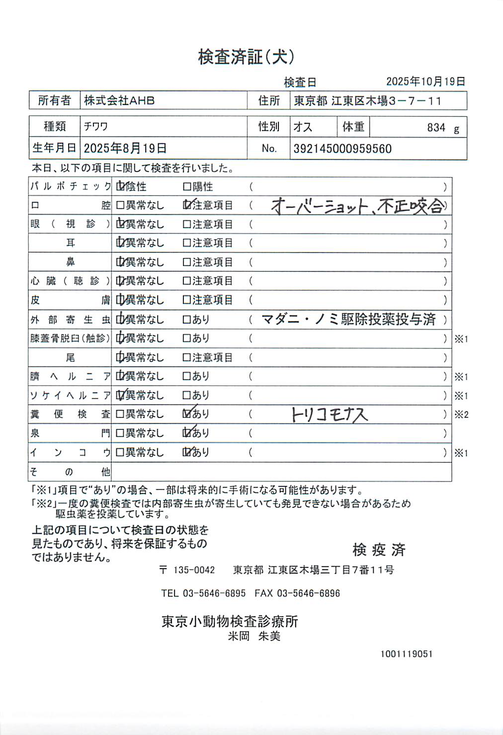 チワワ