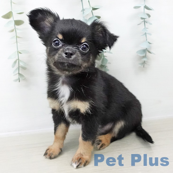 千葉県のチワワ(ロング) (ペットプラス 八千代緑が丘店/2025年8月19日生まれ/男の子/ブラックタンホワイト)の子犬の1枚目の画像