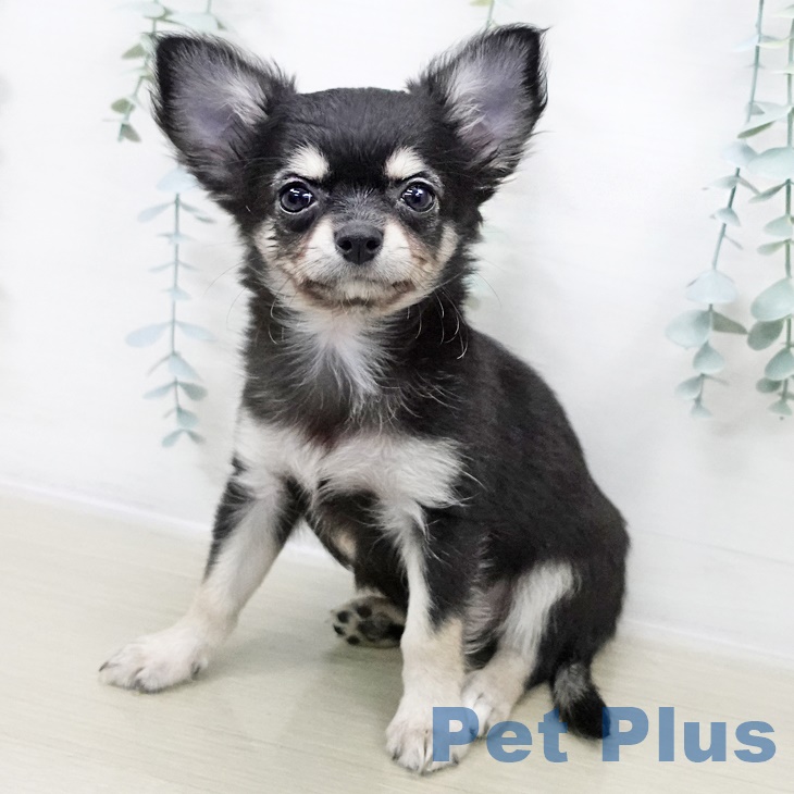 茨城県のチワワ(ロング) (ペッツワン つくば店/2025年8月19日生まれ/女の子/ブラックタンホワイト)の子犬の1枚目の画像