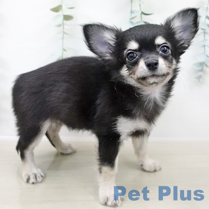 茨城県のチワワ(ロング) (ペッツワン つくば店/2025年8月19日生まれ/女の子/ブラックタンホワイト)の子犬の2枚目の画像