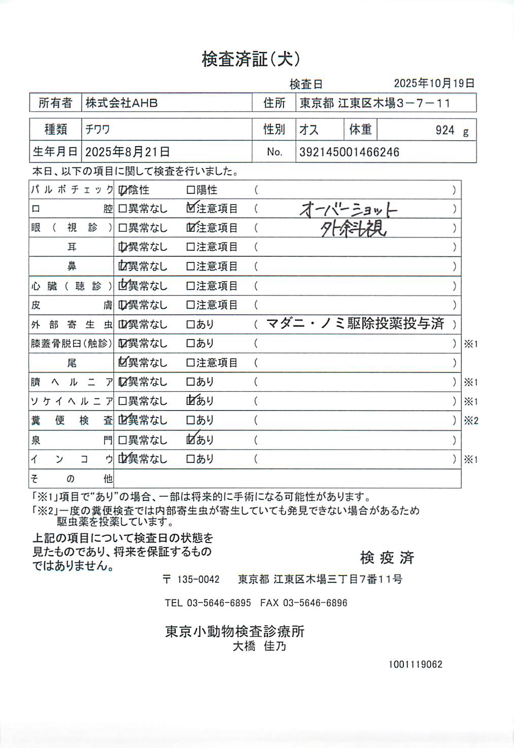 チワワ