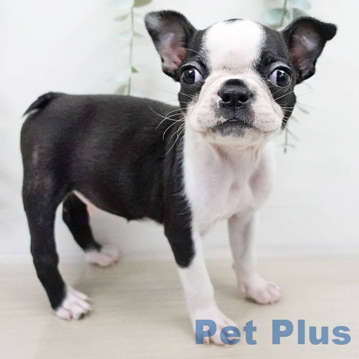 東京都のボストンテリア (ペットプラス 日の出店/2025年8月21日生まれ/男の子/ボストンカラー)の子犬の1枚目の画像