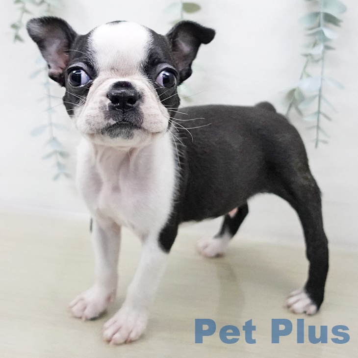 東京都のボストンテリア (ペットプラス 日の出店/2025年8月21日生まれ/男の子/ボストンカラー)の子犬の2枚目の画像