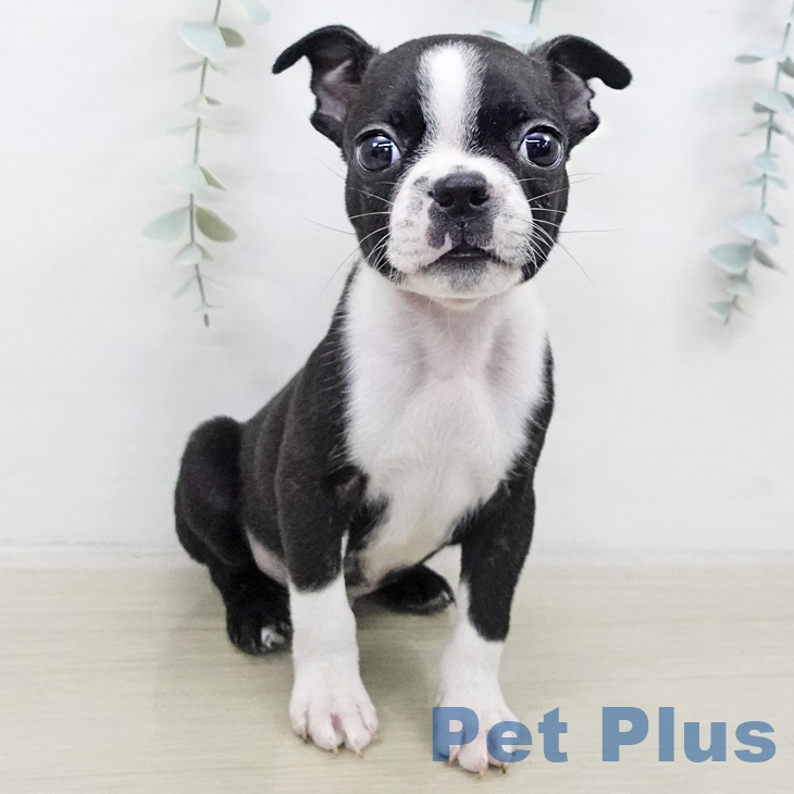 ボストン・テリア