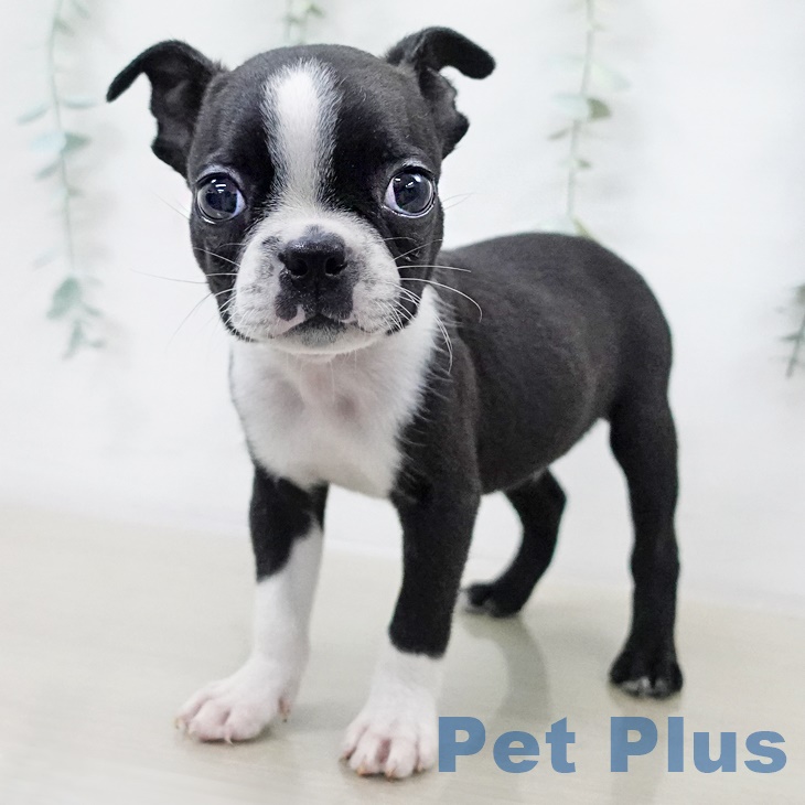 ボストン・テリアの写真2