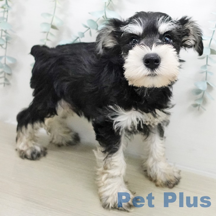 長野県のミニチュアシュナウザー (ペットプラス 須坂店/2025年8月22日生まれ/男の子/ブラックシルバー)の子犬の1枚目の画像