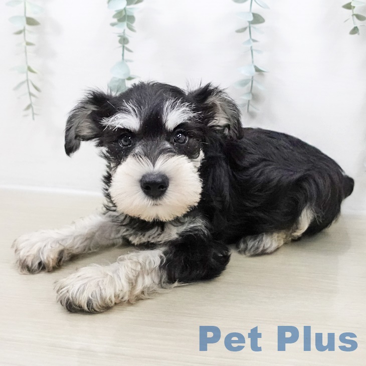 長野県のミニチュアシュナウザー (ペットプラス 須坂店/2025年8月22日生まれ/男の子/ブラックシルバー)の子犬の2枚目の画像
