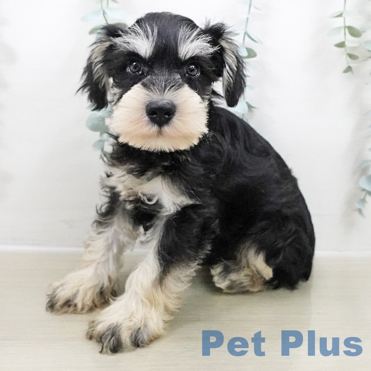 ミニチュア・シュナウザー