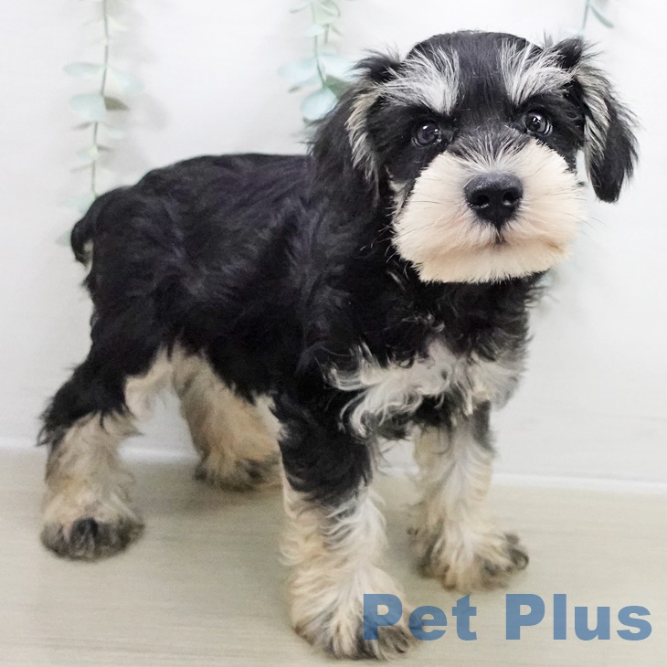 ミニチュア・シュナウザー