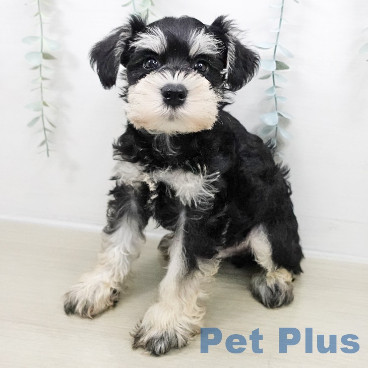 栃木県のミニチュアシュナウザー (ペットプラス イオンモール佐野新都市店/2025年8月22日生まれ/男の子/ブラックシルバー)の子犬